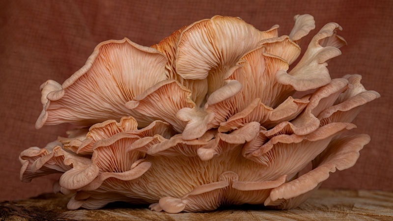Harties Fotografie Studiegroep - Ben Koekemoer - Pink Oyster mushroom