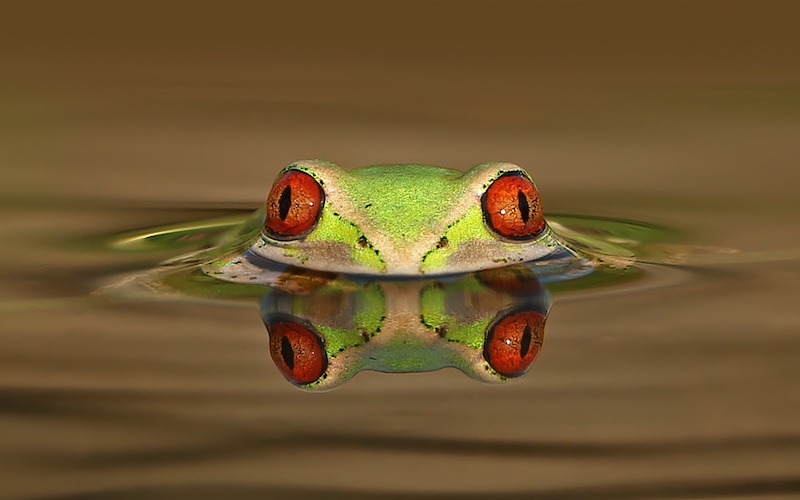 Hillcrest Camera Club - David Knox-Whitehead - Natal Tree Frog Reflection