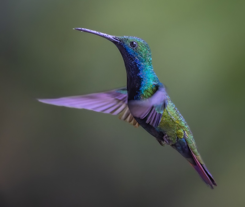 Knysna Photographic Society - Pieter Mare - Black Throated Mango in the rain