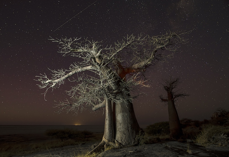 Kowie Camera Club - Robert Heffer - Baobab and the Shooting Star