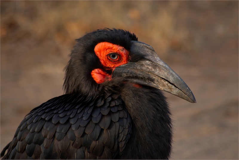 Kroonstad Fotoklub - Dalene Venter - Brompot