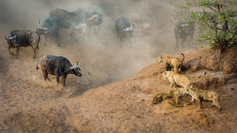 Krugersdorp Camera Club - Attie Groenewald - Stand Off