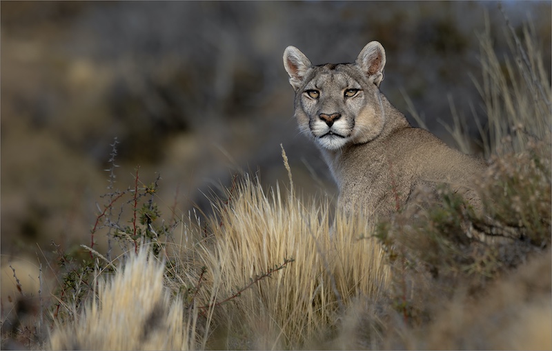 National Photographic Club - Malie van der Vyver - Beautiful Petaca