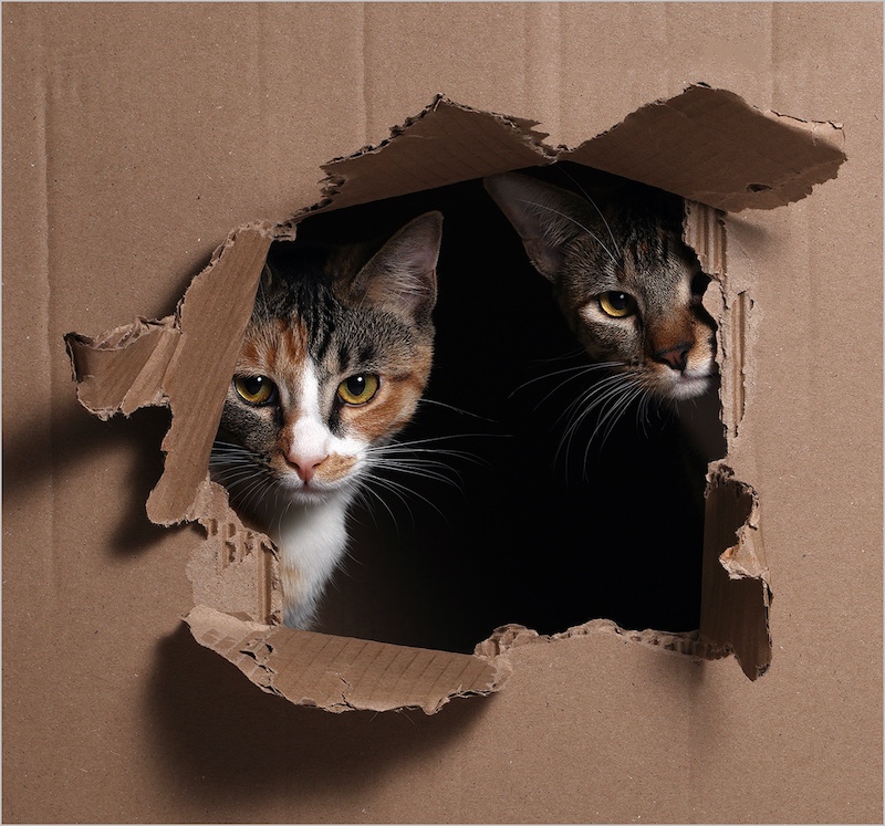 On the Rocks Camera Club - Shaun Frances - Mischievous