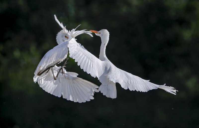 Princes Grant Camera Club - Sharlene Cathro - Angry Egrets