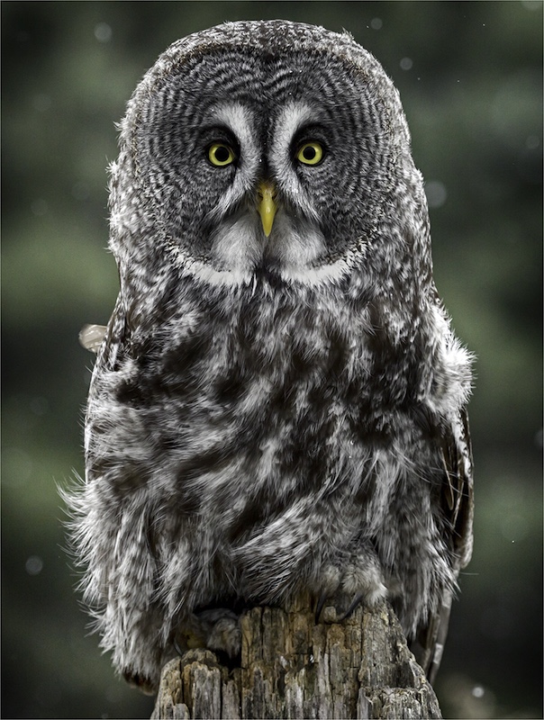 Randburg Foto Klub-Randburg Photo Club - Craig Morgan - Stationary Great Grey Owl