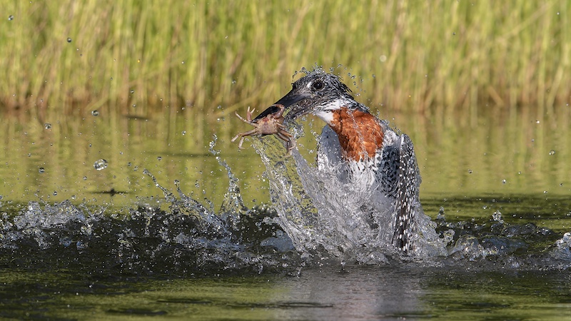 Tafelberg  Fotografieklub - Christo Giliomee - Giant with lunch