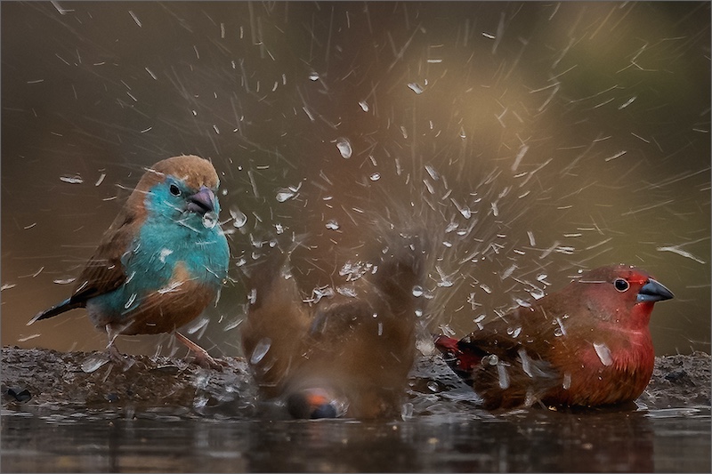Westville Camera Club - Kazalette Pike - Theres always one