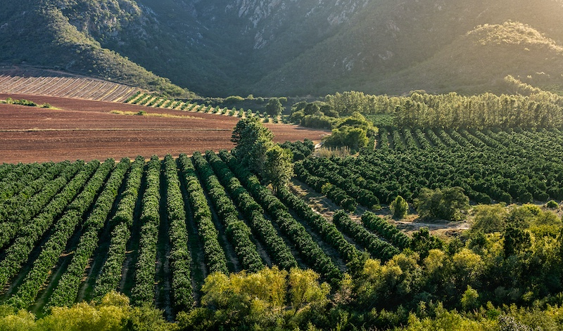 Anette Reimers -  Independent - Gamtoos Valley