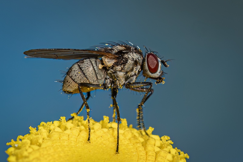 Cathy Birkett - Knysna Photographic Society - Fly on yellow