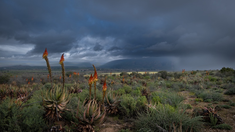 Eileen  Covarr - Knysna Photographic Society - Rain approaching