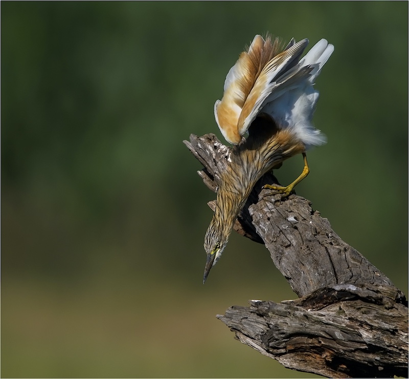 Eric Bosman - Kriel Foto Club - Ralreier fishing