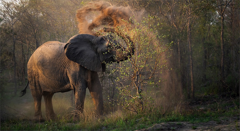 Evelyn Gibson - Cape Town Photographic Society - Elephant Dust Bath