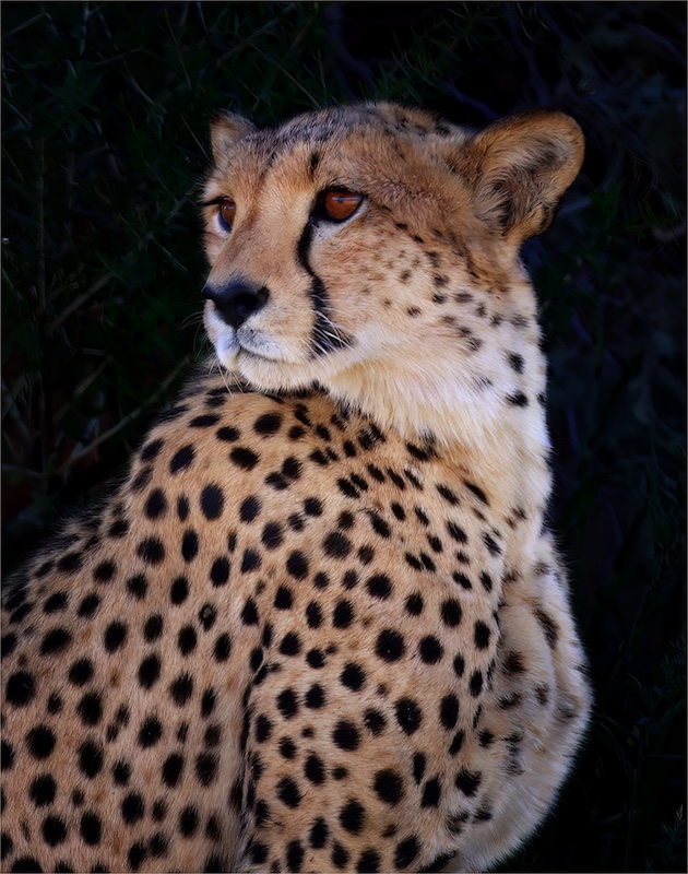 Geo Jooste - Bloemfontein Kameraklub - stunning cheeta