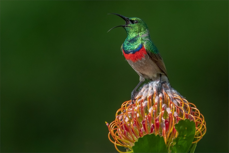 Jan Roos - Brandpuntfotoklub - Opgewonde
