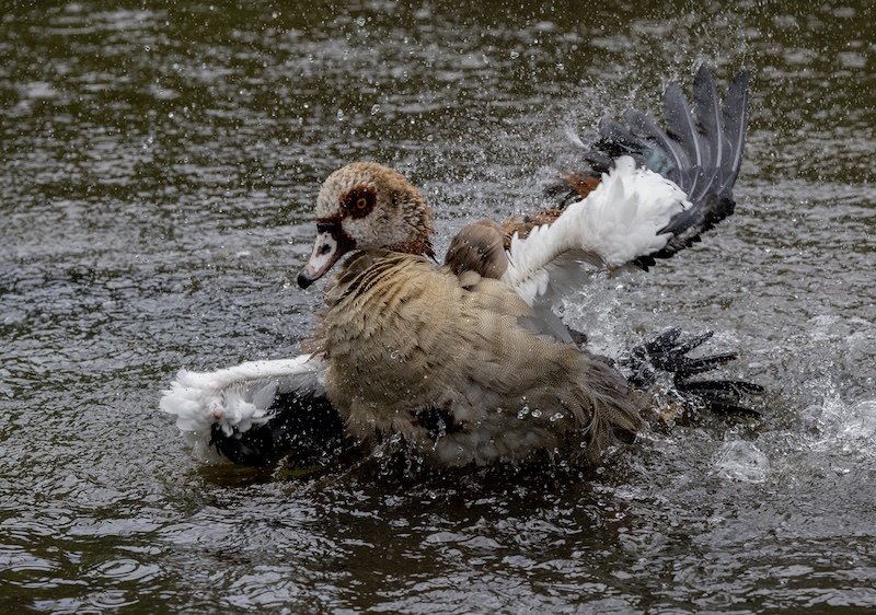 MONIQUE VAN ROOYEN - Klerksdorp Fotografie Klub - Splashy duck