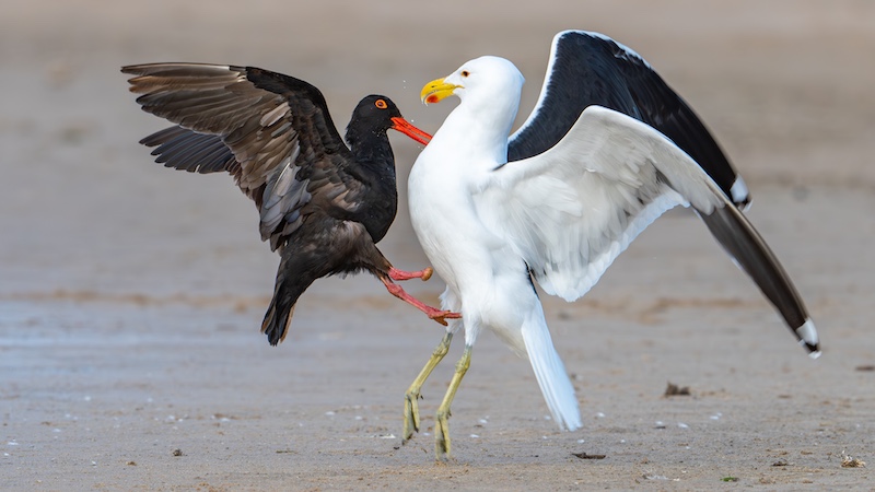 Michael de Nobrega - Eden Photographic Society - Standoff