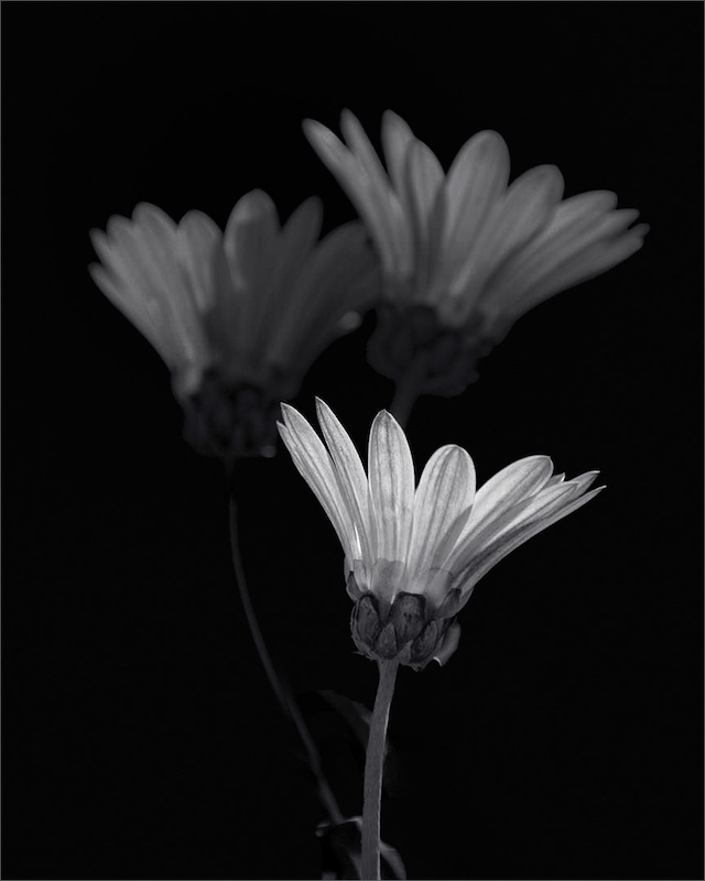 Peter Oosthuizen - Knysna Photographic Society - Gazanias