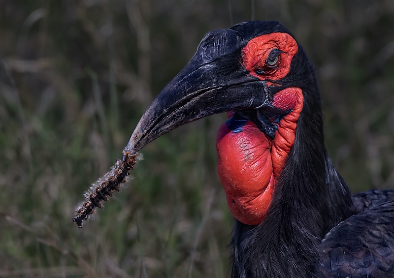 Tallies Taljaard -  Independent - Bromvoel met wurm