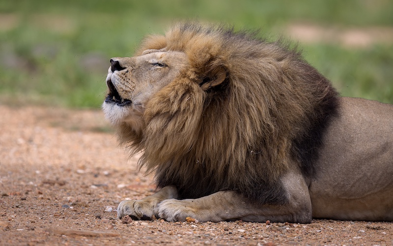 Yafei Yi - Sandton Photographic Society - Just Roar