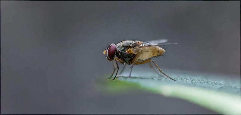 AFO - Dirk Heyns - Paraat