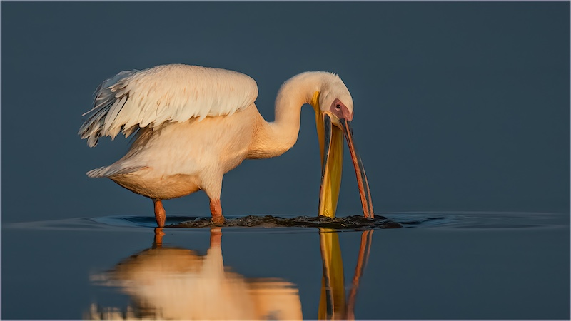 AFO - Pieter Jordaan - Pelican in last light