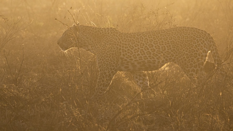 Amber Camera Club - Rose  Douglas - Early Morning Leopard