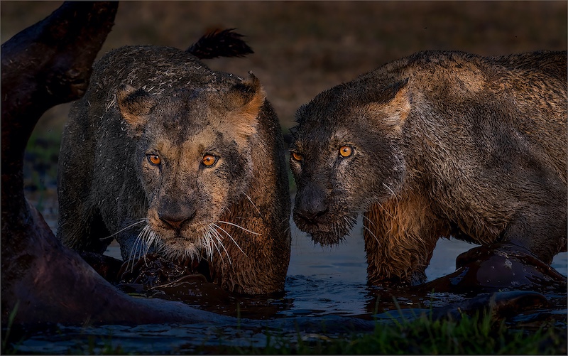 Bethal Fotografie Klub - Jannes Drotsky - Modder katte
