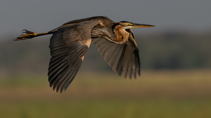 Bloemfontein Kameraklub - Trix Jonker - Purple heron in flight