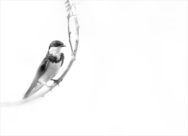 Boksburg Camera Club - Jamie-Lee  du Plessis - Grace in Monochrome