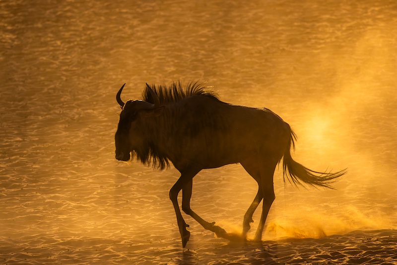 Bosveld Fotografie Klub - Ziets Zietsman - Blouwildebees in stof
