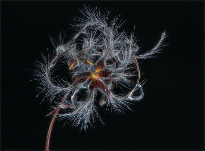 Brandpuntfotoklub - Elsa E van Dyk - Just another pretty weed