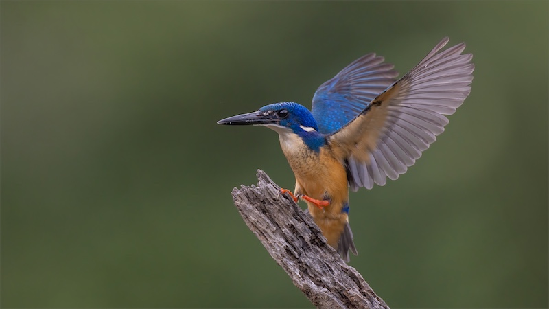 Brandpuntfotoklub - Jan Roos - Half collard kingfisher incoming