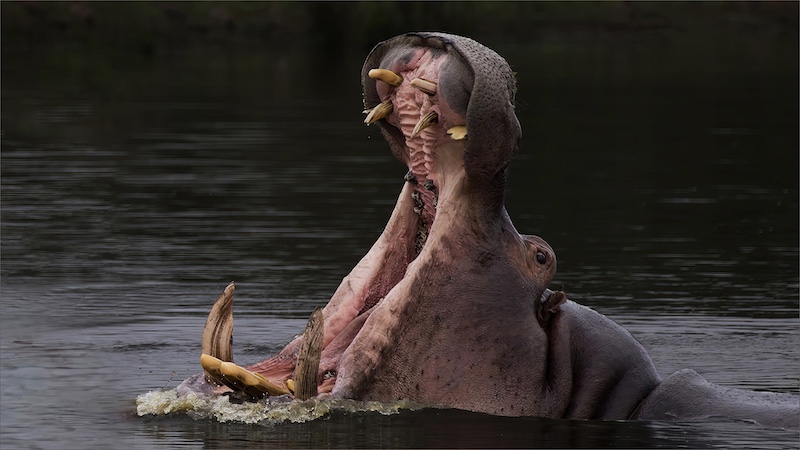 Edenvale Photographic Club - Brian Shaw - Hippo Yawn