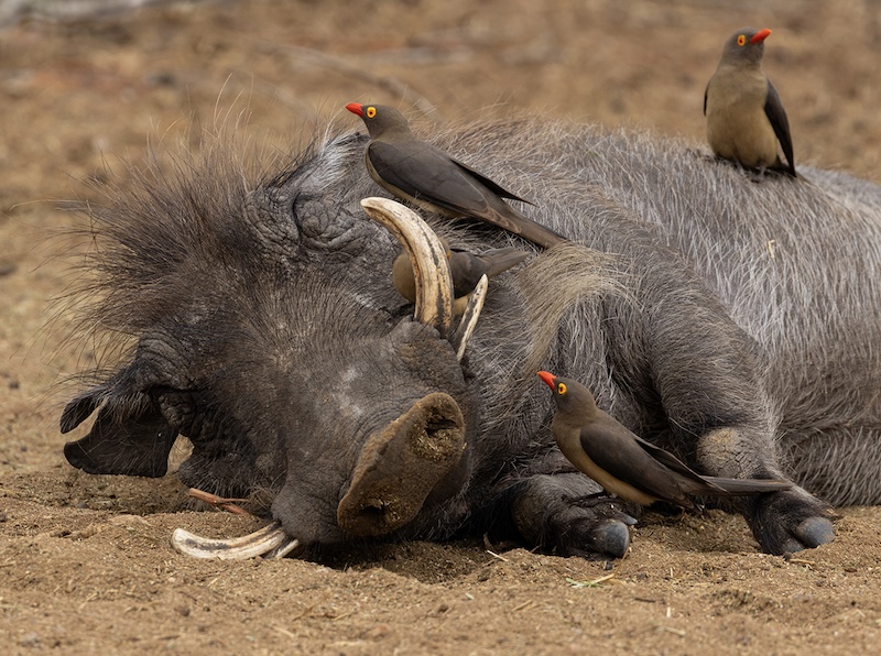 Edenvale Photographic Club - Ruth Anne Smit - Sleeping Beauty