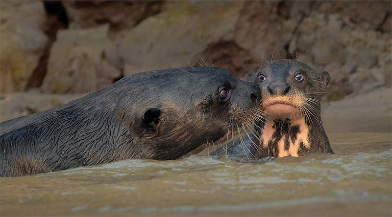 Ermelo Foto Klub - Jan van Niekerk - Mother and the young