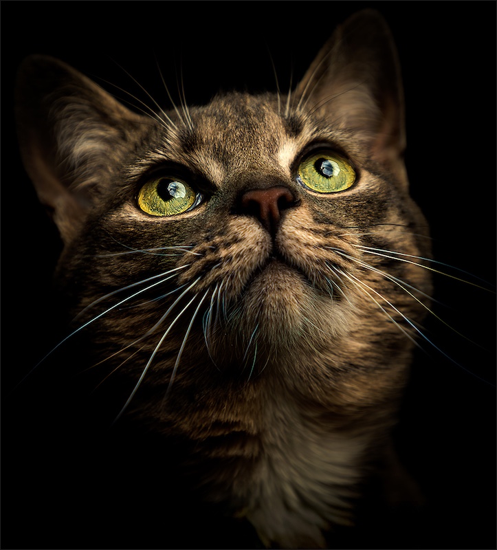 F-Stop Fotografiese Vereniging - Fraser Bryce - Purrsonality