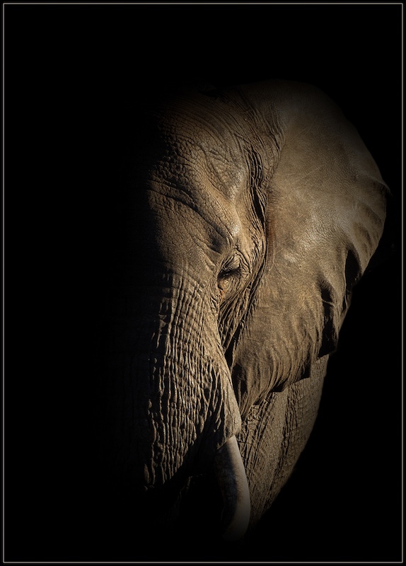 Harties Fotografie Studiegroep - Christa Koekemoer - Elephant Art