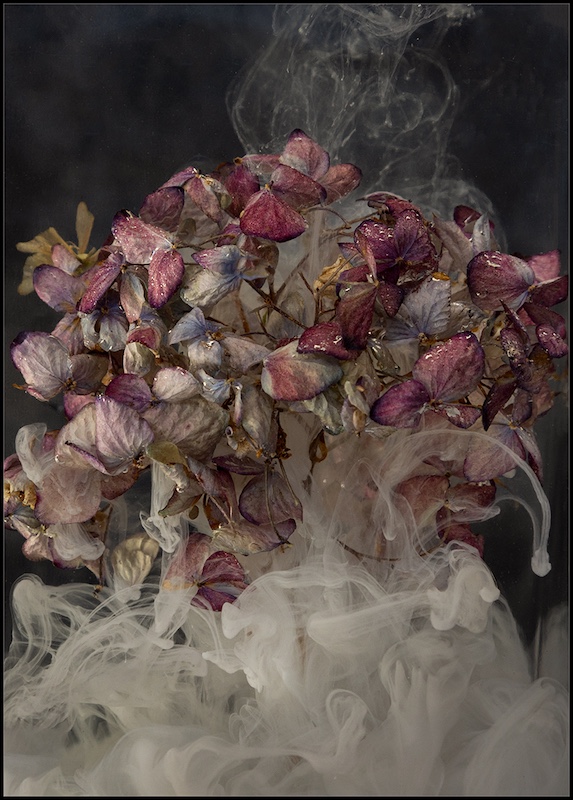 Harties Fotografie Studiegroep - Christa Koekemoer - Painted Hydrangea