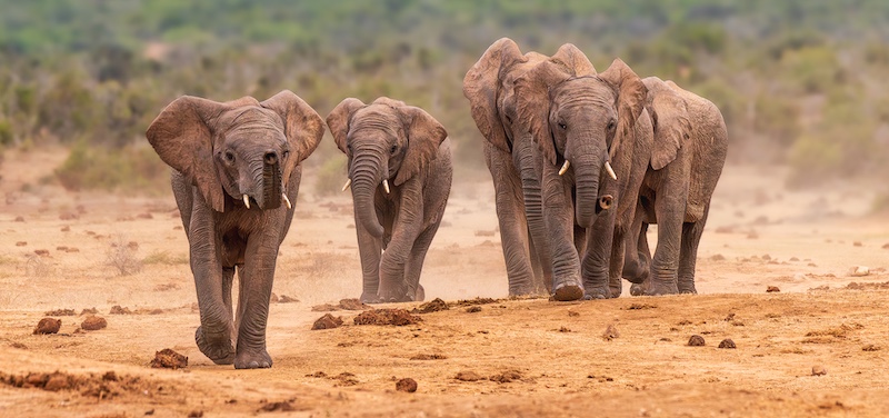 Hermanus Photographic Society - Judes Armstrong - Leader of the pack