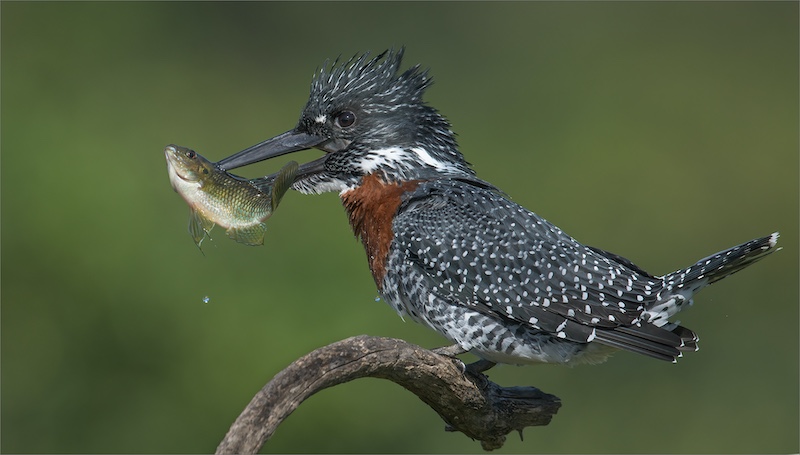 Hibiscus Coast Photographic Society - Michelle Pearson - Breakfast time