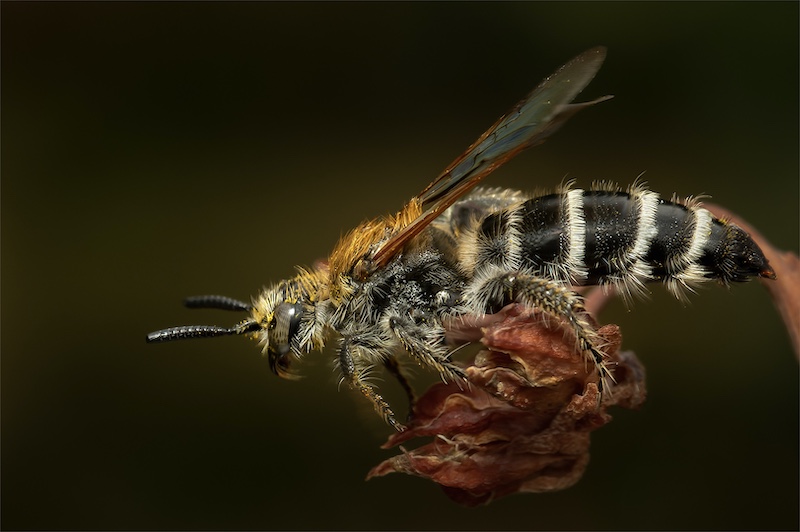 Kriel Foto Club - Pop Pretorius - Wasp on flower