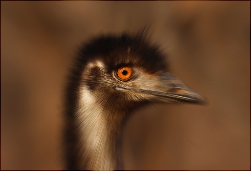 Kroonstad Fotoklub - Chris van den Heever - Focused Emo