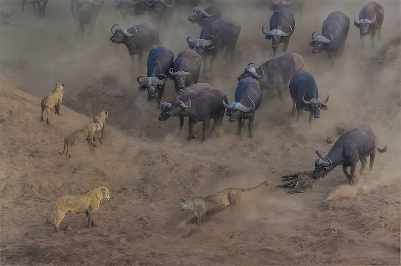 Krugersdorp Camera Club - Johan Strydom - Saved by the bell