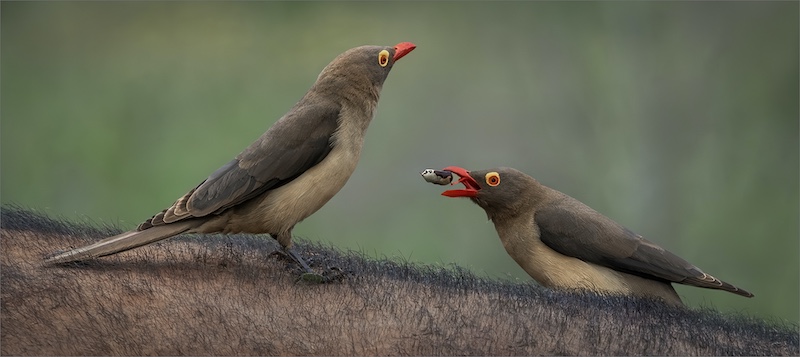Port Elizabeth Camera Club - Annemarie Robertson - My mate got the snack