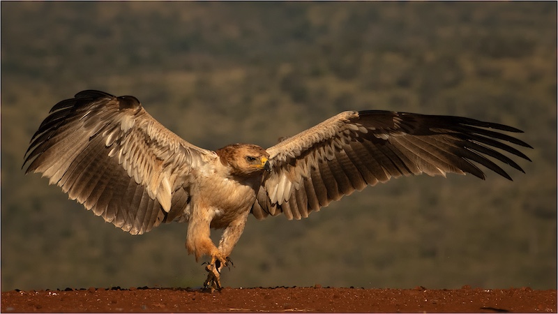 Port Elizabeth Camera Club - Renske Jordaan - Tawny eagle with spread wings