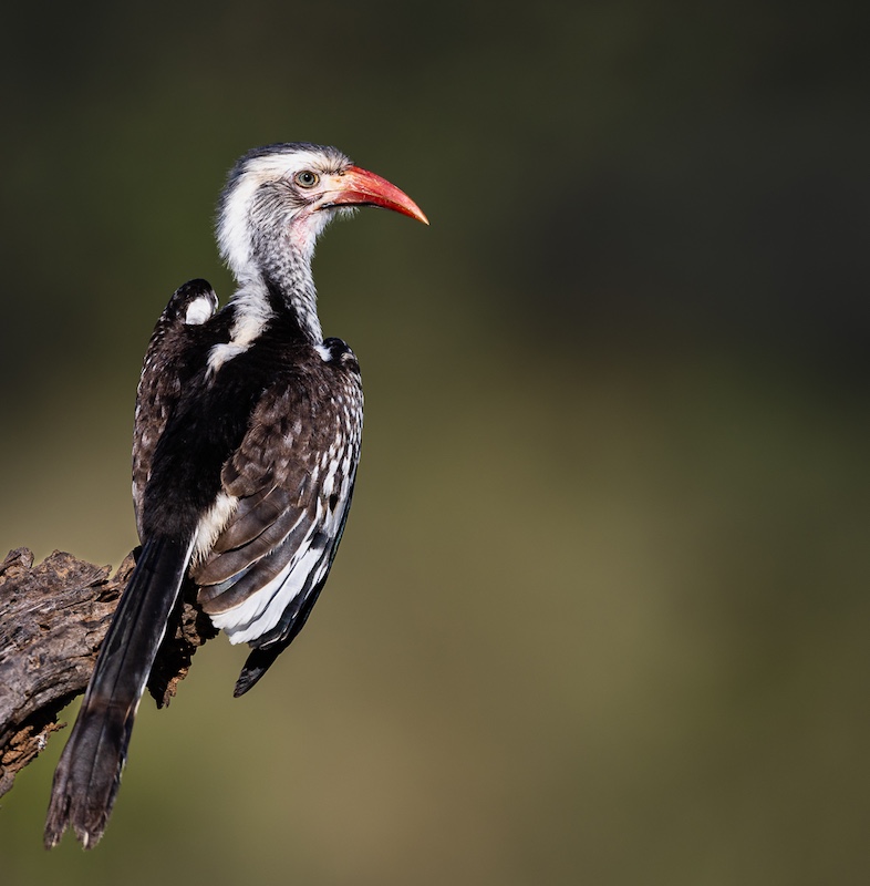Sapphire Coast Camera Club - Helena Du Plessis - Droopy winged Hornbill