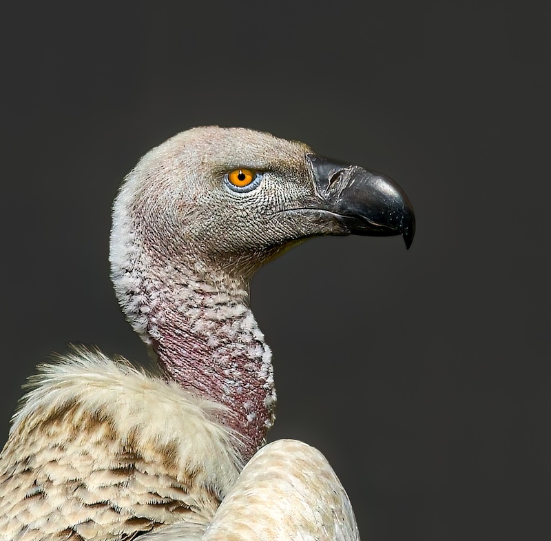 Sapphire Coast Camera Club - Johan Botha - Amazing Cape Vulture