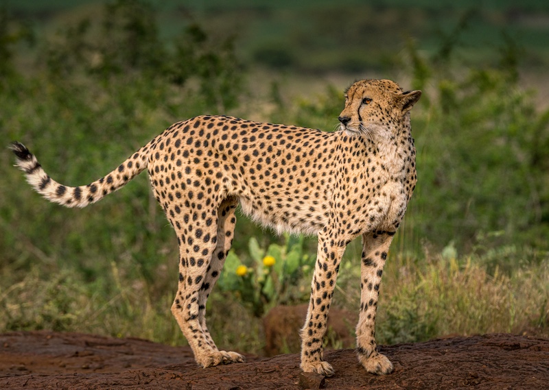 Scottburgh Camera Club - Darryll  Benecke - On the Hunt