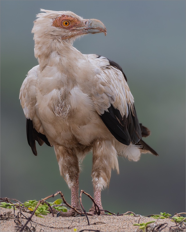 Springs Photographic Club - Barend Lindeque - Palm-Nut Vulture